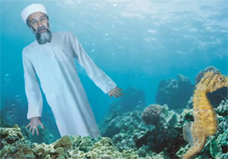 Scuba diving Red Sea reefs