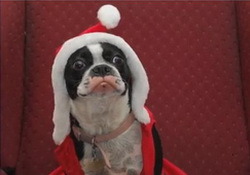 Jimmy Kimmel: Pets Against People Who Love Costumes   