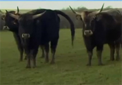 Nazi Cows