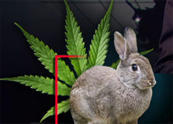 Wabbits on weed, larry wilmore