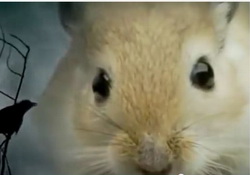Last Week Tonight John Oliver: Rat Atonement, Gerbils Are Real Culprits of the Plague!