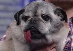 Stephen Colbert worst in show, long tongued mostly pug