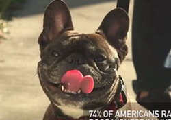 Americans Agree on Dogs, Football, Taylor Swift and Universal Background Checks for Gun Purchases, with Dennis Quaid and Amanda Peet, Funny or Die video
