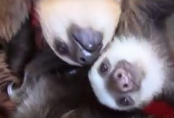 Abortion - Legal but Unavailable, and  bonus, Adorable Bucket O Sloths  - John Oliver    