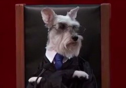 All Dog Supreme Court Needs Your Votes, for New Merrick Garland Pooch - John Oliver  