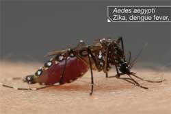 Zika, how mosquitoes bite