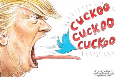 cuckoo tweet donald