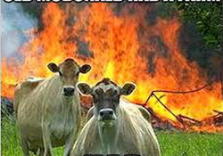 Farting Cows Cause Methane Gas Explosion On German Dairy Farm