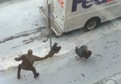 UPS Driver vs Wild Turkey Chase. winter edition
