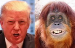 Donald Trump orangutan