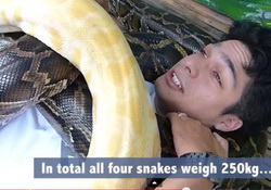 Enjoy Exotic Massage Under a Pile of Pythons!