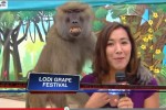 Shameless Baboon Gropes Reporter In Live Interview