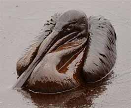 pelican oil