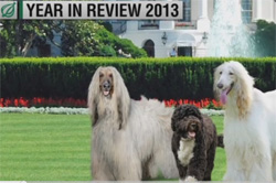 onion year in review 2013