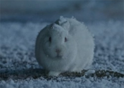 snow bunny hit