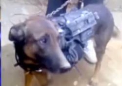 taliban dog hostage