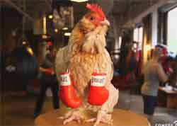 chicken boxing