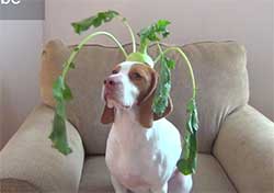 dog balance food on head