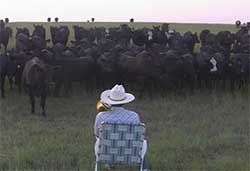 trombone calling cattle