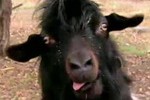 Anderson Cooper Ridiculist: Possibly  Demon possessed Goat Chases Utah paperboy up tree  