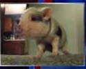 Hamlet the teacup gay pig colbert